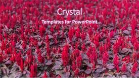  Presentation with red carpet - PPT layouts consisting of ccelosia - bright red celosia flowers carpet background and a violet colored foreground