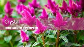  Presentation with purple flowers - PPT layouts consisting of ccelosia - purple celosia flowers background and a  colored foreground