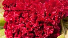  Presentation with texture - Audience pleasing PPT theme consisting of ccelosia - texture of a pink cockscomb backdrop and a  colored foreground