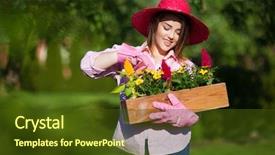 Presentation with blooming flower animated - PPT theme having ccelosia - woman in the garden wearing background and a tawny brown colored foreground