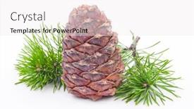  Presentation with cedar - Presentation design consisting of cedar cone with branch on white background and a white colored foreground