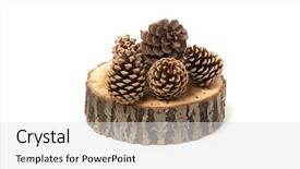  Presentation with cedar - Audience pleasing presentation consisting of cedar cones on wood slice backdrop and a light gray colored foreground