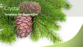  Presentation with cedar - Presentation design having cedar cones with branch on white background and a tawny brown colored foreground