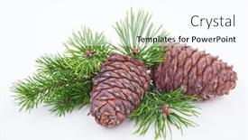  Presentation with cedar - Presentation design having cedar cones with branch on white background and a pink colored foreground