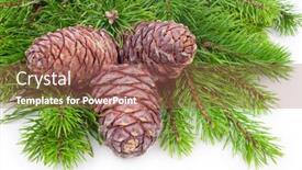  Presentation with cedar - Beautiful PPT theme featuring cedar cones with branch on white backdrop and a coral colored foreground
