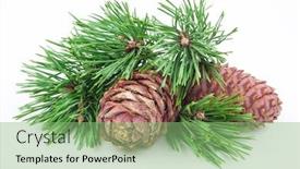  Presentation with cedar - Presentation theme consisting of cedar cones with branch on white background and a seafoam green colored foreground