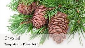  Presentation with cedar - Amazing PPT theme having cedar cones with branch on white backdrop and a light gray colored foreground