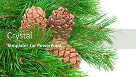  Presentation with cedar - Slide set having cedar-cones-with-branch background and a forest green colored foreground