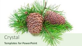  Presentation with cedar - Cool new PPT theme with cedar-cones-with-branch backdrop and a mint green colored foreground