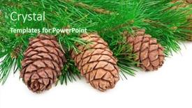  Presentation with cedar - Amazing theme having cedar-cones-with-branch backdrop and a forest green colored foreground