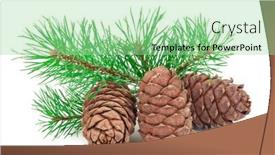  Presentation with cedar - Slides having cedar-cones-with-branch background and a mint green colored foreground