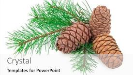  Presentation with cedar - Slides having cedar-cones-with-branch background and a white colored foreground