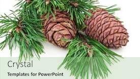  Presentation with cedar - PPT layouts with cedar-cones-with-branch background and a seafoam green colored foreground
