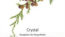  Presentation with cedar - Audience pleasing slides consisting of cedar cypress leyland leaf branch with pine cones over white background with reflection backdrop and a white colored foreground