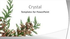  Presentation with leaves flat lay - Theme featuring cedar-cypress-leylandii-evergreen-leaves background and a white colored foreground