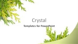  Presentation with winter border - Cool new slide deck with cedar-cypress-leylandii-fir-border backdrop and a white colored foreground