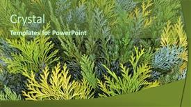  Presentation with leaves flat lay - Slide set enhanced with cedar-cypress-leylandii-fir-juniper background and a tawny brown colored foreground