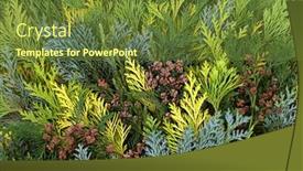  Presentation with leaves flat lay - Theme enhanced with cedar-cypress-leylandii-fir background and a tawny brown colored foreground