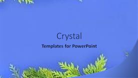  Presentation with winter border - Presentation with cedar-cypress-leylandii-juniper-fir background and a light blue colored foreground