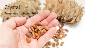  Presentation with cedar - Colorful PPT layouts enhanced with cedar nuts in hand over cones backdrop and a coral colored foreground