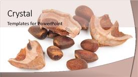  Presentation with cedar - Presentation theme having cedar pine nuts background and a soft green colored foreground