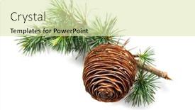  Presentation with cedar - Slide deck featuring cedar-tree-deodar-branch background and a soft green colored foreground