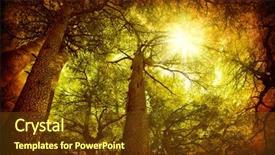  Presentation with cedar - Audience pleasing slides consisting of cedar tree forest rare lebanese backdrop and a tawny brown colored foreground