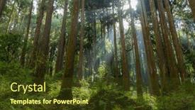  Presentation with cedar - Slide set with cedar-trees-in-the-forest background and a tawny brown colored foreground