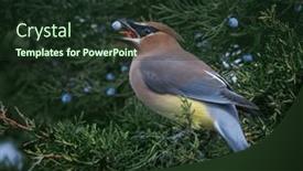  Presentation with cedar - PPT theme consisting of cedar-waxwings-in-a-natural background and a tawny brown colored foreground