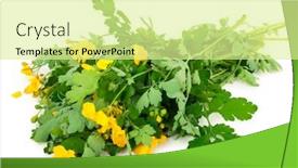  Presentation with background - Theme having celandine-on-white-background background and a blonde colored foreground