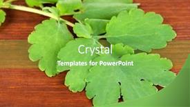  Presentation with wooden - Cool new presentation theme with celandine-on-wooden-background backdrop and a seafoam green colored foreground