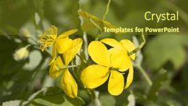  Presentation with flower - PPT theme consisting of celandine-yellow-flower-chelidonium-majus background and a tawny brown colored foreground