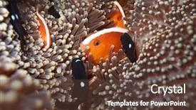  Presentation with cosmetic surgery close up - Theme featuring celebation - anemone and clownfishes close-up background and a  colored foreground