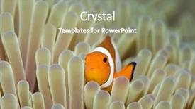  Presentation with sea - Presentation theme with celebation - anemone and nemoish close-up sipadan background and a mint green colored foreground