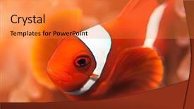  Presentation with underwater - Theme enhanced with celebation - anemone and ocellaris clownfish close-up background and a gold colored foreground