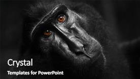  Presentation with long tailed macaque macaca fascicularis - PPT theme featuring celebation - celebes crested macaque macaca nigra background and a black colored foreground