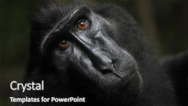  Presentation with long tailed macaque macaca fascicularis - Colorful presentation enhanced with celebation - celebes crested macaque macaca nigra backdrop and a black colored foreground