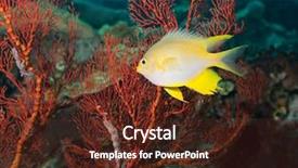  Presentation with coral - Amazing theme having celebation - golden damselfish and red gorgonian backdrop and a  colored foreground