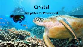  Presentation with turtle - Cool new presentation theme with celebation - green turtle underwater and diver backdrop and a cyan colored foreground