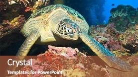  Presentation with international law of the sea - Theme featuring celebation - hawksbill sea turtle eretmochelys imbricata background and a red colored foreground