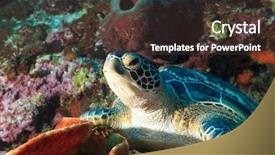  Presentation with sea coral - Theme featuring celebation - hawksbill sea turtle eretmochelys imbricata background and a tawny brown colored foreground