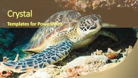  Presentation with sea coral - Presentation theme enhanced with celebation - hawksbill sea turtle eretmochelys imbricata background and a coral colored foreground