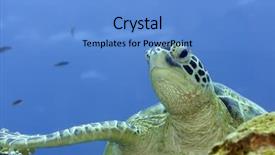  Presentation with close up puff pastry - Audience pleasing presentation theme consisting of celebation - imbricated turtle eretmochelus imbricata close-up backdrop and a teal colored foreground