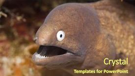  Presentation with danger - Beautiful presentation theme featuring celebation - moray showing teeth underwater danger backdrop and a tawny brown colored foreground