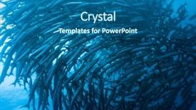  Presentation with sardines school in blue sea - Audience pleasing slides consisting of celebation - school of barracudas underwater sipadan backdrop and a ocean colored foreground