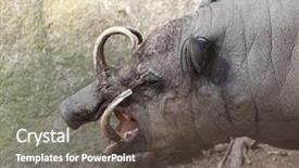  Presentation with sulawesi - Audience pleasing PPT layouts consisting of celebation - sulawesi babirusa babyrousa celebensis wild backdrop and a  colored foreground