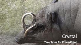  Presentation with sulawesi - Colorful PPT theme enhanced with celebation - sulawesi babirusa babyrousa celebensis wild backdrop and a  colored foreground
