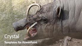  Presentation with sulawesi - Cool new PPT theme with celebation - sulawesi babirusa babyrousa celebensis wild backdrop and a gray colored foreground