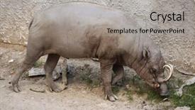  Presentation with sulawesi - PPT layouts enhanced with celebation - sulawesi babirusa babyrousa celebensis wild background and a  colored foreground