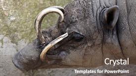  Presentation with sulawesi - Beautiful slides featuring celebation - sulawesi babirusa babyrousa celebensis wild backdrop and a  colored foreground